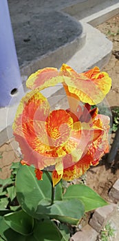 Canna Flower (Orange in Color)
