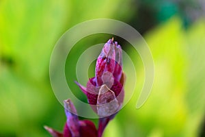 Canna flower plant. the kana-kanaan or cannaceae tribe