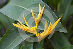 Canna flower