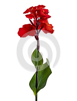 Canna flower, Red canna lily with leaf, Tropical flowers isolated on white background, with clipping path