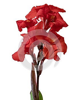 Canna flower, Red canna lily, Tropical flowers isolated on white background, with clipping path