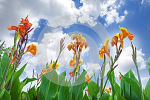 Canna flower and sky