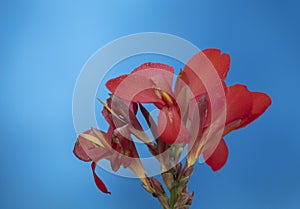 Canna flowering on a natural blue background of a pool