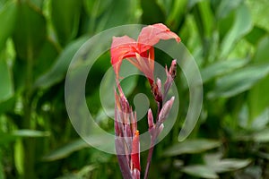 Canna flowers