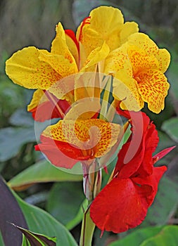 Canna generalis cleopatra