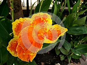 Canna hybrida cultivar with orange yellow flowers mottled red