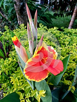 Canna indica or African arrowroot