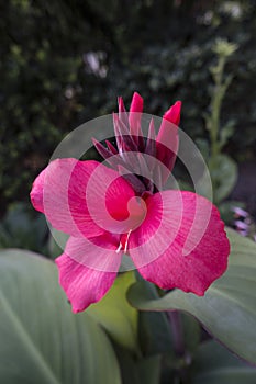 Canna indica with bright vivid red pink color in a green garden