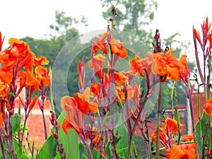 Canna indica, commonly known as Indian shot, African arrowroot, edible canna, purple arrowroot, Sierra Leone arrowroot.