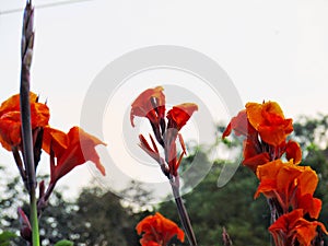 Canna indica, commonly known as Indian shot, African arrowroot, edible canna, purple arrowroot, Sierra Leone arrowroot.