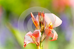 Canna indica, commonly known as Indian shot, African arrowroot, edible canna, purple arrowroot, Sierra Leone arrowroot, is a plant