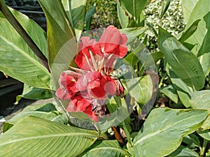 Canna indica, commonly known as Indian shot, African arrowroot, red edible canna