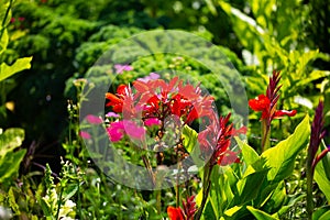 Canna indica, flower from kreta photo