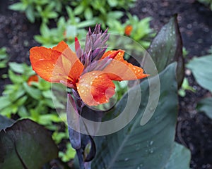 Canna indica at the Forth Worth Botanic Garden, Texas.