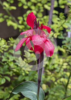 Canna indica at the Forth Worth Botanic Garden, Texas.