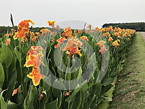 Canna indica or Indian shot or African arrowroot or Edible canna or Purple arrowroot or Sierra Leone arrowroot or Canna lily.