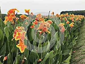 Canna indica or Indian shot or African arrowroot or Edible canna or Purple arrowroot or Sierra Leone arrowroot or Canna lily.