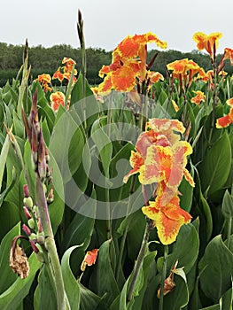 Canna indica or Indian shot or African arrowroot or Edible canna or Purple arrowroot or Sierra Leone arrowroot or Canna lily.