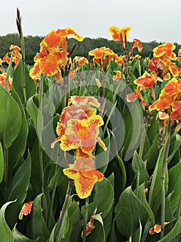 Canna indica or Indian shot or African arrowroot or Edible canna or Purple arrowroot or Sierra Leone arrowroot or Canna lily.