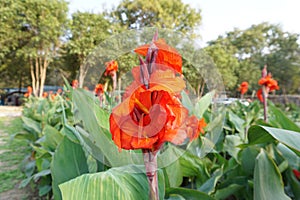 Canna indica (Indian shot, edible canna, purple arrowroot, Sierra Leone arrowroot) blossom orange flowers in the park