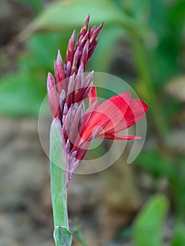 Canna indica L. flower