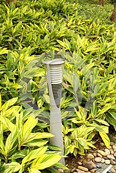 Canna indica with road lamp