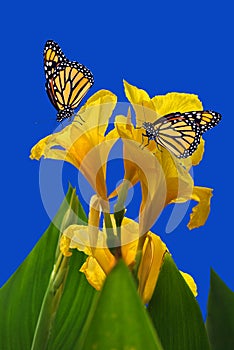 Canna King Midas with two Monarch butterflies