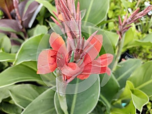 Canna 'Kreta'