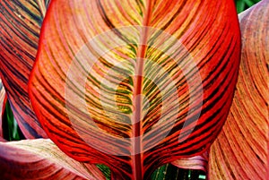 Canna Leaf Closeup
