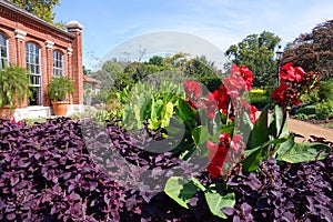 Canna lillies dominating gardenscape