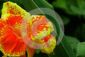 Canna Lilly Flower