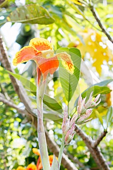 Canna lilly flower