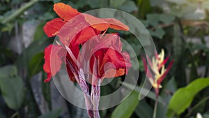 Canna lilly red color in garden with green leaves.