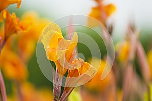 Canna lily photo