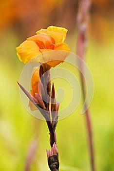 Canna lily