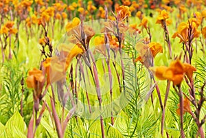 Canna lily photo