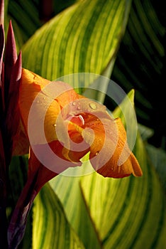 Canna Lily