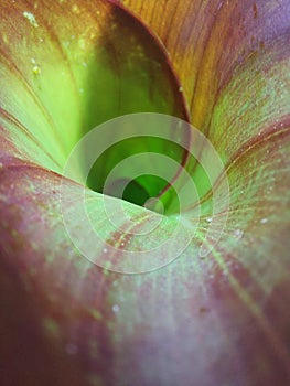 Canna lily close up macro green red