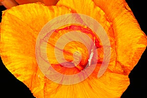 Canna lily, close-up