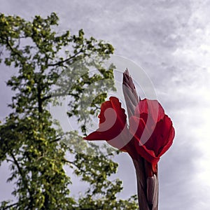 Canna lily flower