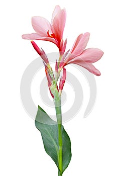 Canna Lily Flower