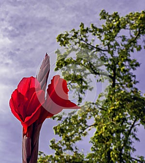 Canna lily flower - tropical plant in London, UK