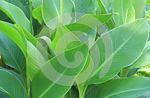 Canna lily leaves