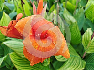 Canna lily with orange color flower close up photo at an outdoor garden