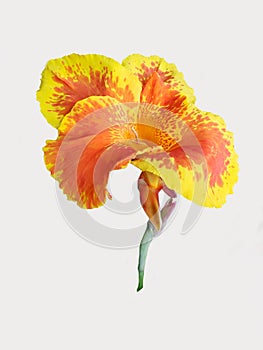 Canna Lily, Orange-yellow flowers isolated on white background