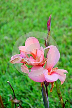 Canna Lily plant closeup photo