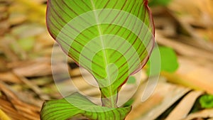 Canna lily plant leaves detail shot panning camera