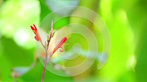 Canna Lily Vibrant Red Flowers With Bokeh Background