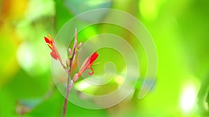 Canna Lily Vibrant Red Flowers Green Bokeh Background