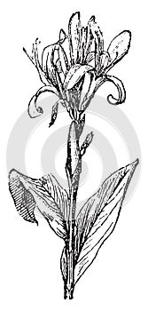 Canna Lily, vintage engraving